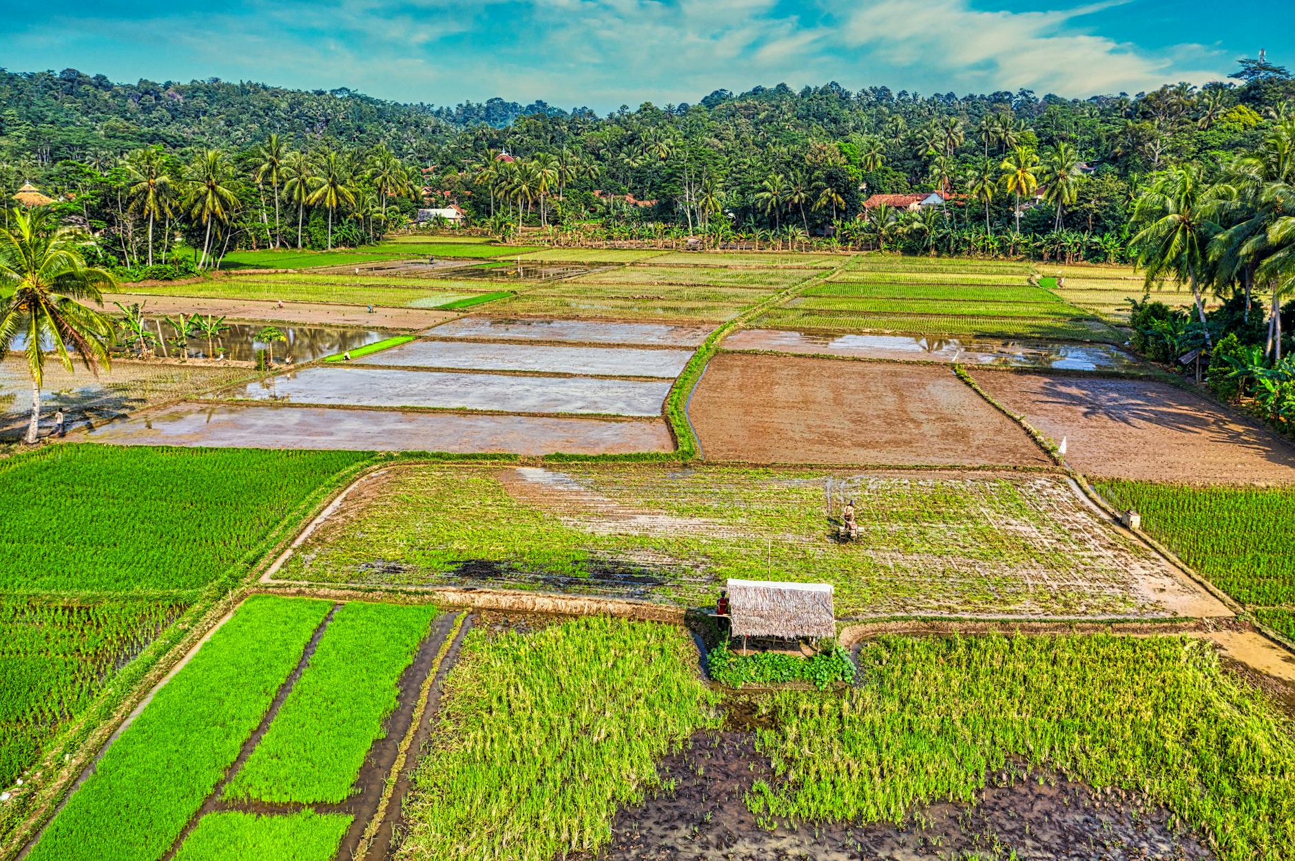 aerial footage of rice paddies